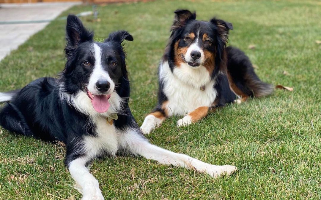 Berger Australien croisé Border Collie (Border Aussie) : caractère et éducation