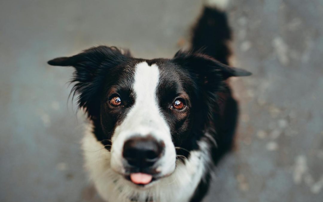 Notre avis sur les friandises Cani-Gourmand (+ code promo)