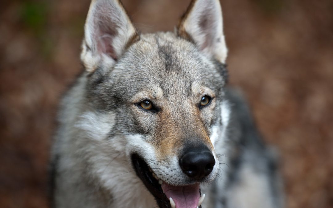 Chien-loup tchecoslovaque : caractère, éducation et dressage