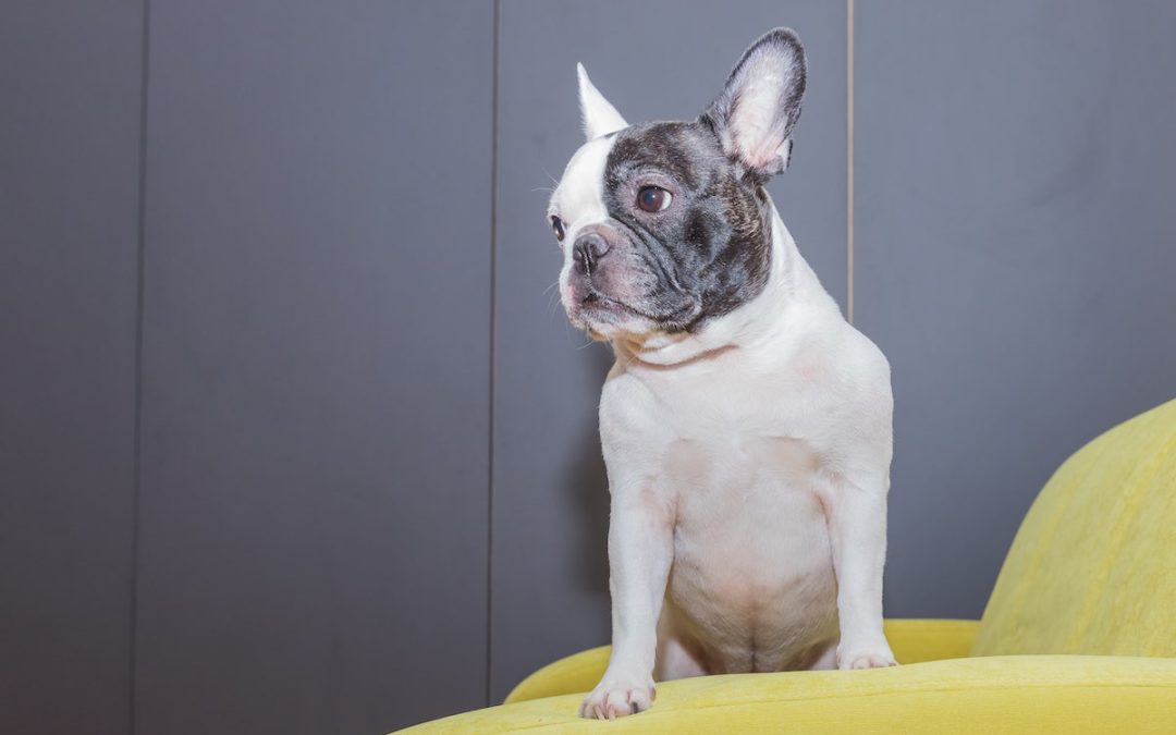 Quelles sont les meilleures croquettes pour un bouledogue français ?