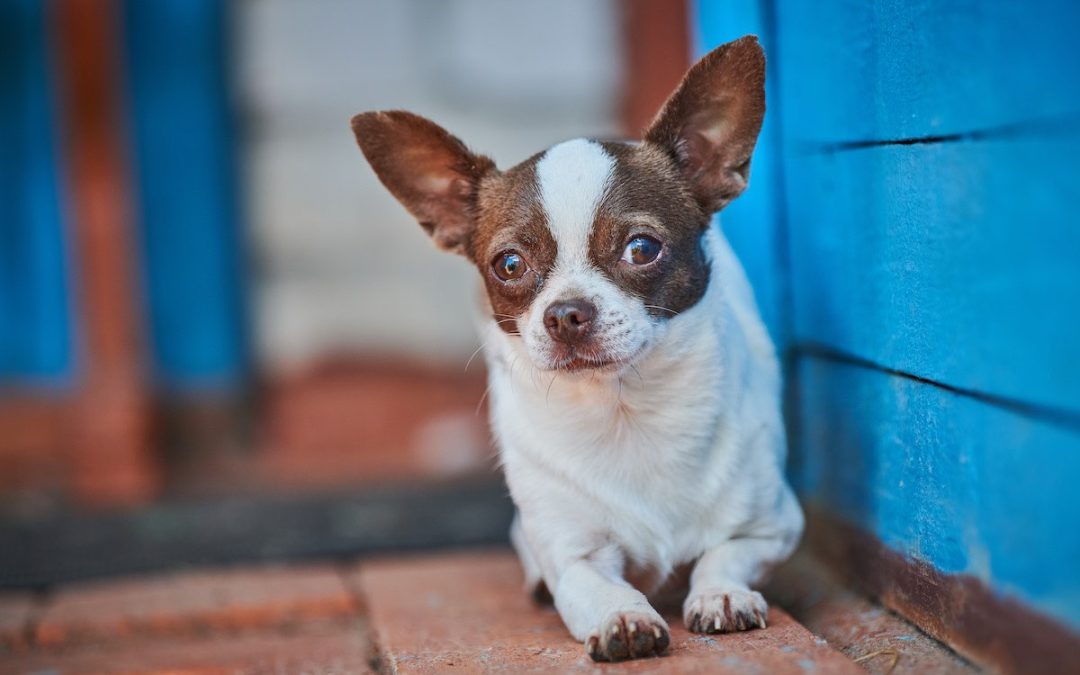 Quelles sont les meilleures croquettes pour un Chihuahua ?