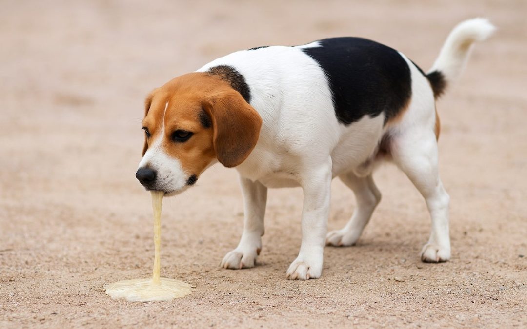 Mon chien vomit mais est en pleine forme : est-ce normal ?