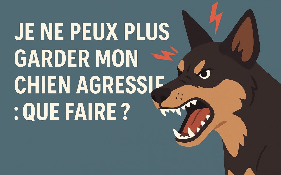 Je ne peux plus garder mon chien agressif : que faire ?