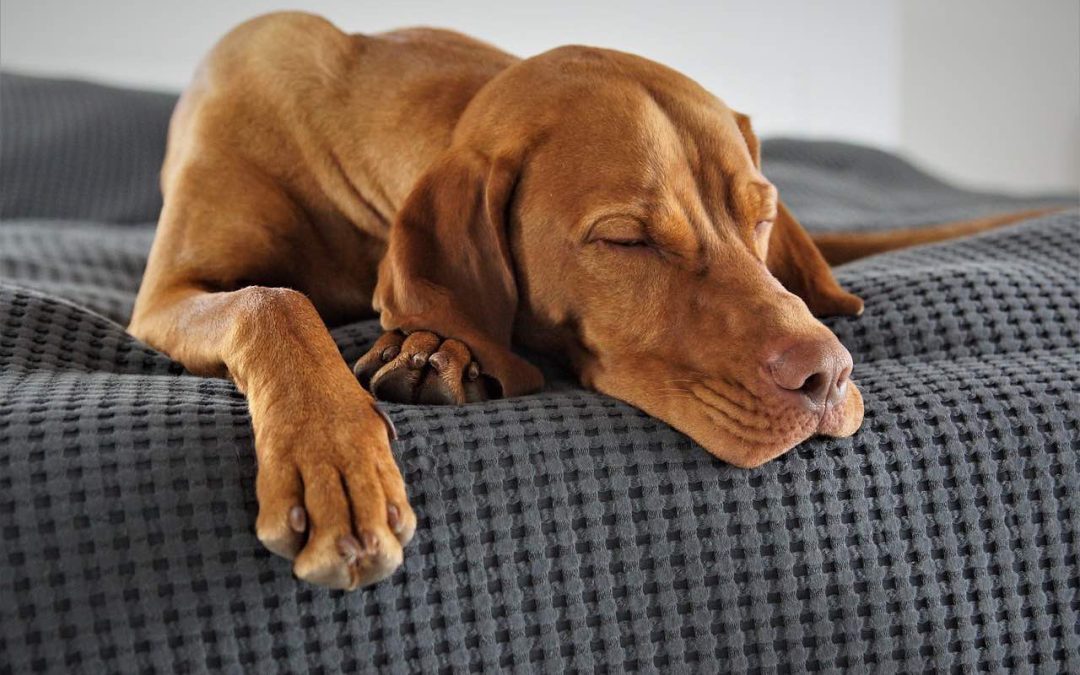 Quels sont les meilleurs répulsifs pour chien ?