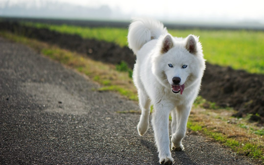 Samsky : tout savoir sur le Husky croisé Samoyède