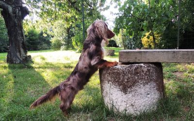 Le Teckel Arlequin : guide d’information sur cette race