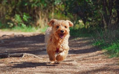 Quelle assurance pour chien souscrire ?
