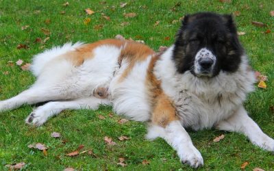 Le Berger du Caucase est-il interdit en France ?