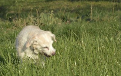 Pourquoi mon chien mange de l’herbe ?