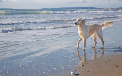 Plage Repère 60 : le paradis des chiens et de leurs maîtres à La Grande-Motte