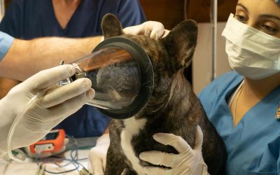 Urgence vétérinaire à Avignon : qui appeler et où se rendre immédiatement ?