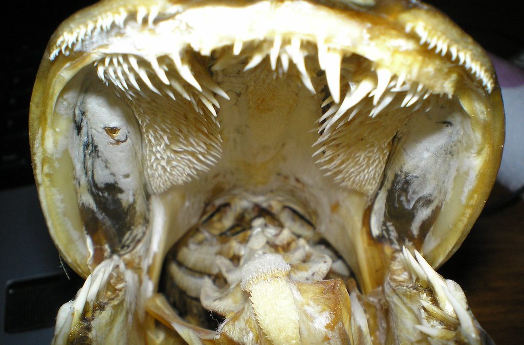 Morsure du brochet : ses dents sont-elles dangereuses ?