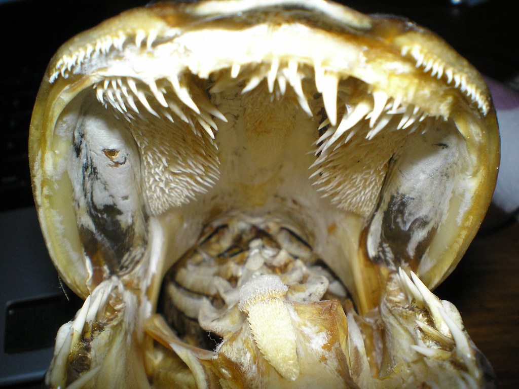 Morsure brochet dents