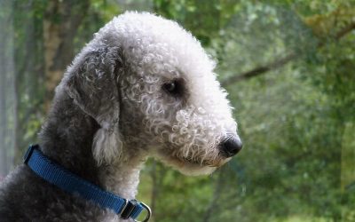 Rothbury terrier : caractère, éducation, et prix du chien aussi appelé Bedlington Terrier
