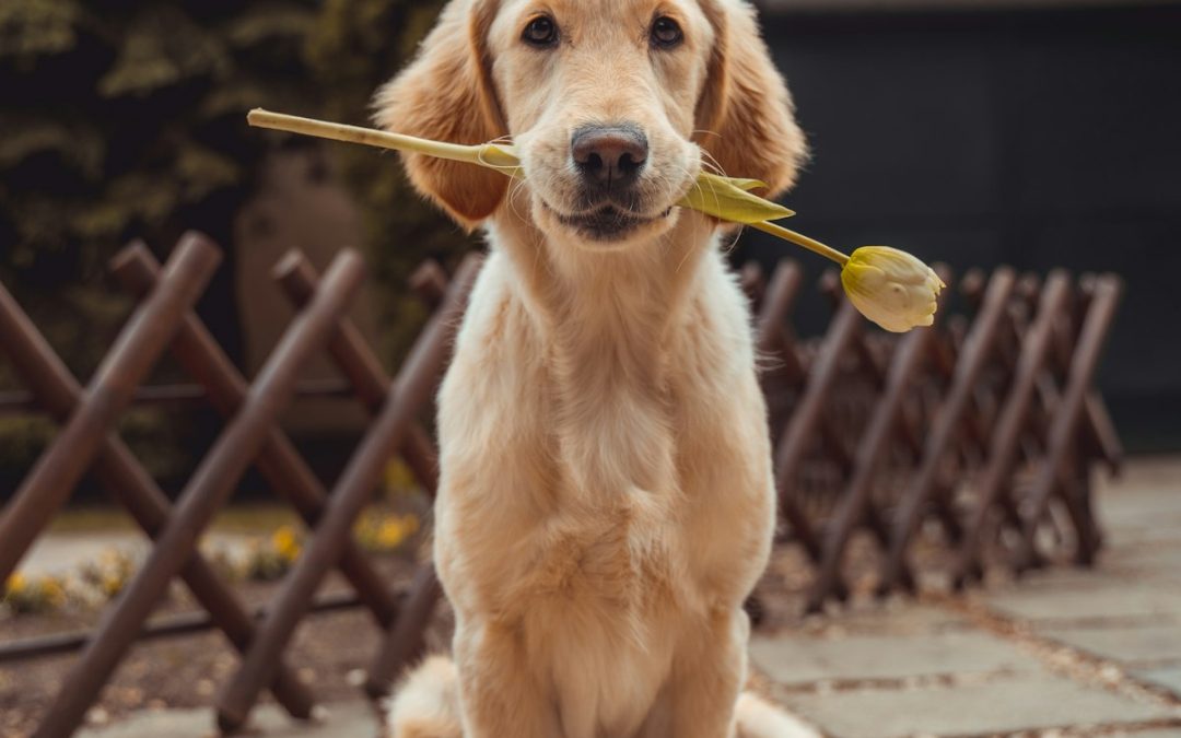 L’hébergement VPS facilite la gestion des blogs canins