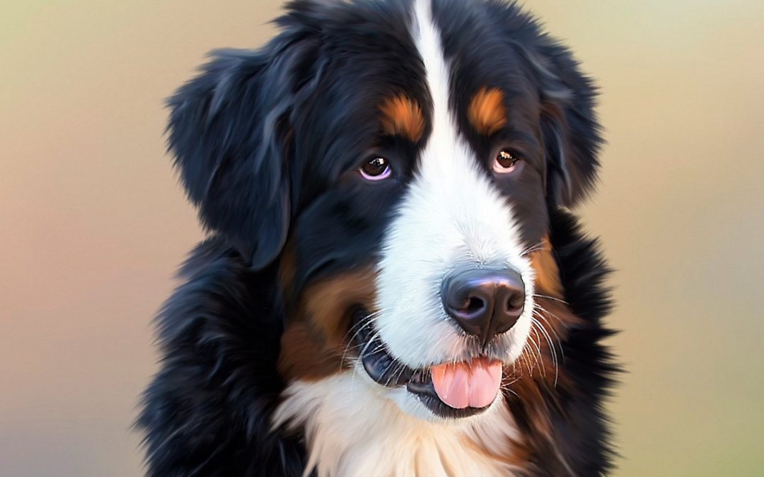 Mon chien est sensible au gluten : quelles croquettes pour chien sans céréales choisir ?