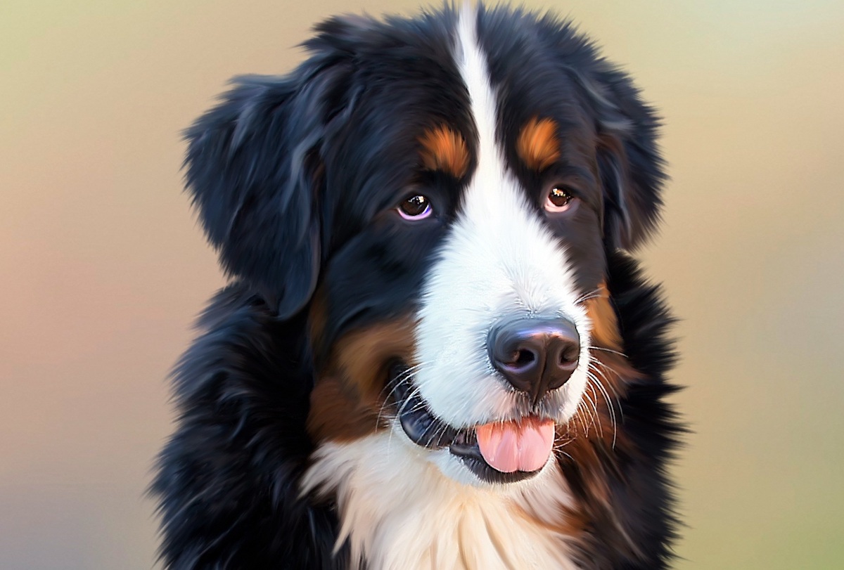 Chien sensible au gluten