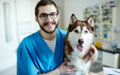 Vétérinaire IA et consultations canines : ce que ça change pour vous et votre chien