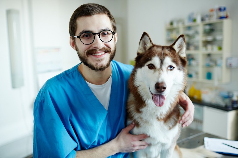 Vétérinaire IA et consultations canines : ce que ça change pour vous et votre chien