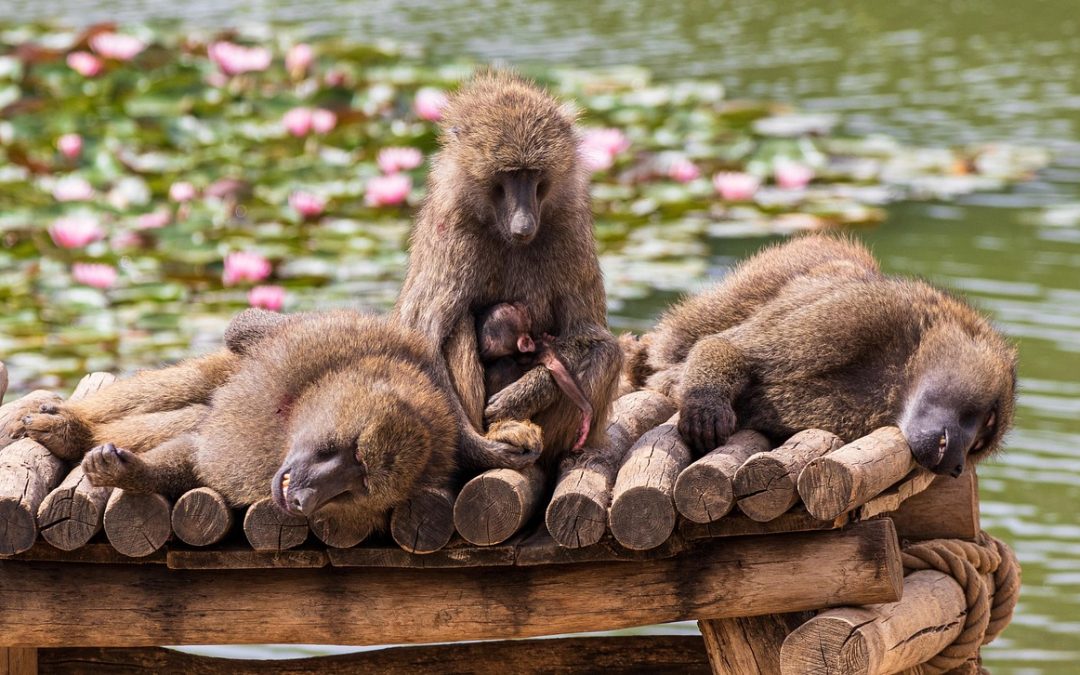 Enrichissement animal en zoo : pourquoi nourrir et nettoyer ne suffisent plus